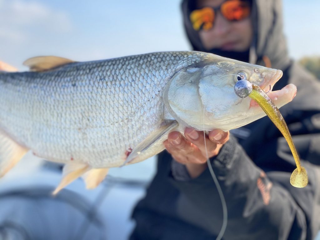 Boleň na vertikál. Aj tie sa už stiahli do väčších hĺbok