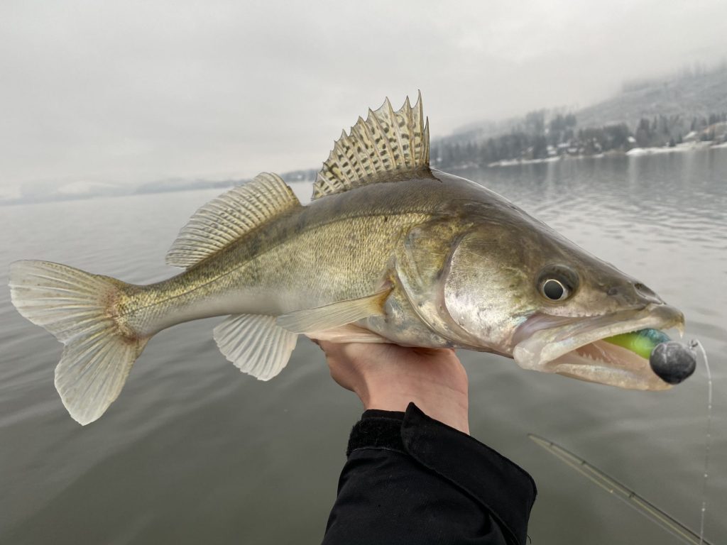 Konečne záber. V zimných mesiacoch poteší každá ryba.