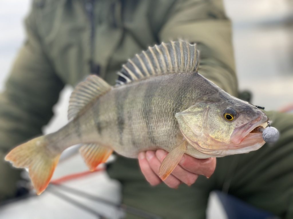 Ostriež, kedysi považovaný za škodnú. Dnes vysoko cenený úlovok.