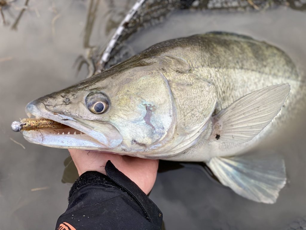 Vytrvalosť priniesla ovocie v podobe zubáča osmičkovej rady.