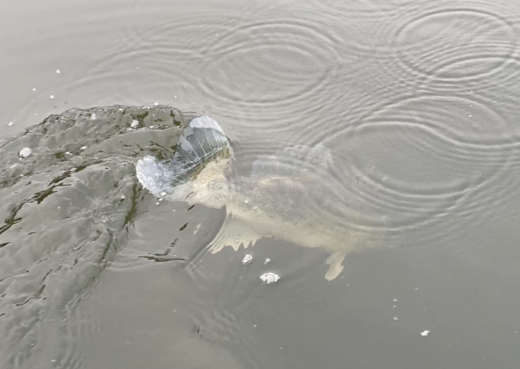 A je preč…Najkrajší moment rybačky